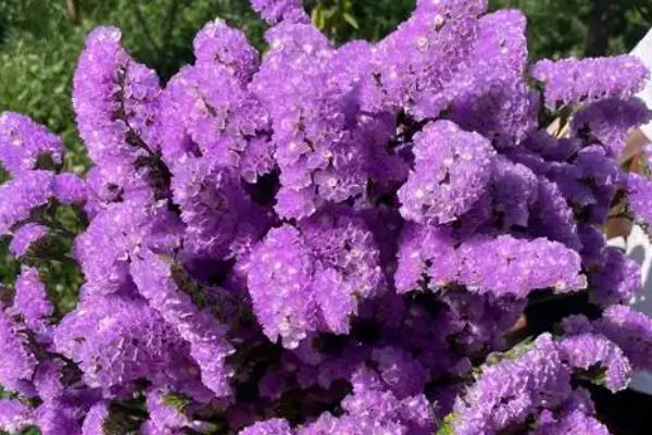 勿忘我干花与鲜花的区别，保存时间和外形特征均不同