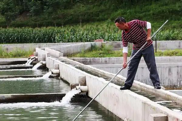 桂鱼如何养殖，一般每亩放养2000尾左右