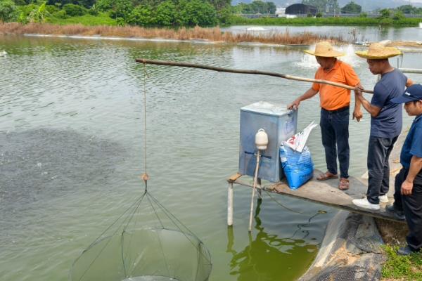 桂鱼如何养殖，一般每亩放养2000尾左右