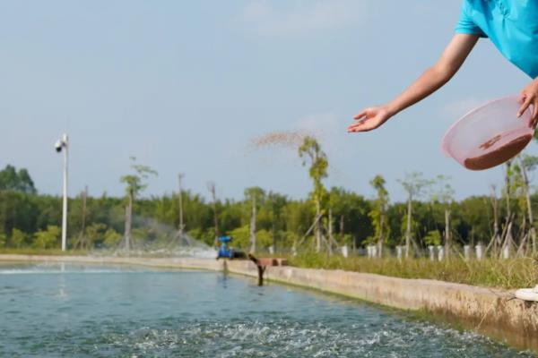 桂鱼如何养殖，一般每亩放养2000尾左右