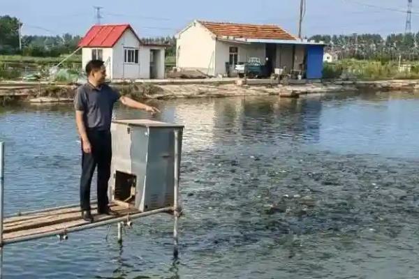 桂鱼如何养殖，一般每亩放养2000尾左右