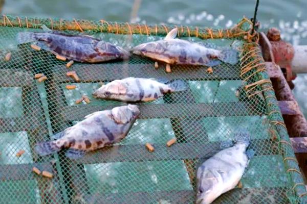 桂鱼如何养殖，一般每亩放养2000尾左右