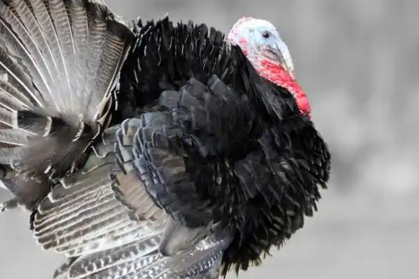 火鸡和家鸡的习性，火鸡性情温顺喜欢群居