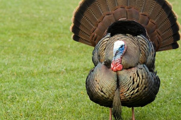 火鸡和家鸡的习性，火鸡性情温顺喜欢群居