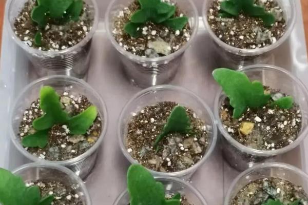 麒麟花如何扦插，一年四季都是可以扦插的