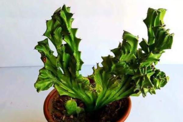 麒麟花如何扦插，一年四季都是可以扦插的