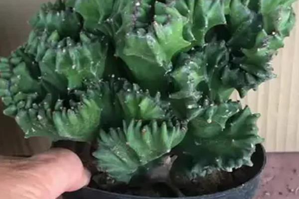 麒麟花如何扦插，一年四季都是可以扦插的