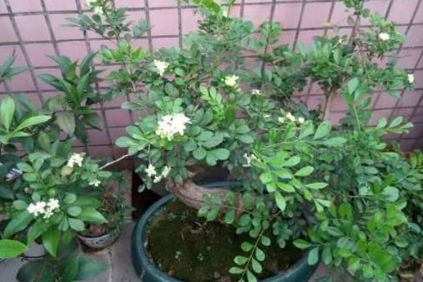 小叶九里香的原产地，原产地在广东、广西、福建等