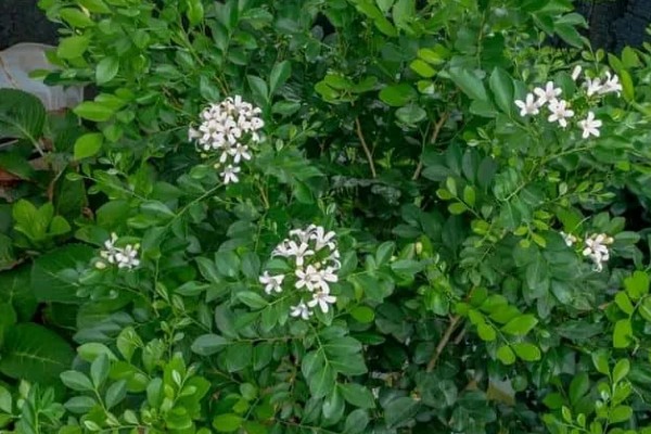 小叶九里香的原产地，原产地在广东、广西、福建等