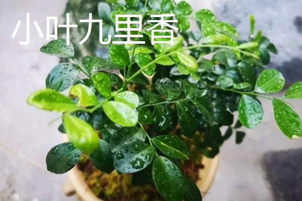 小叶九里香的原产地，原产地在广东、广西、福建等