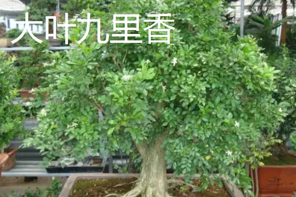 小叶九里香的原产地，原产地在广东、广西、福建等