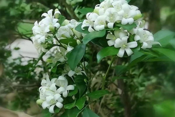 小叶九里香的原产地，原产地在广东、广西、福建等