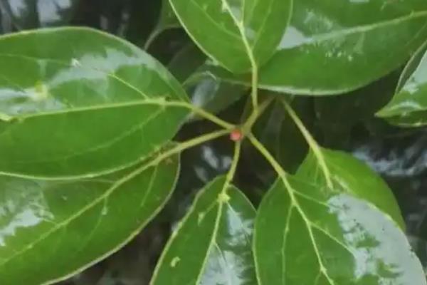 油樟树有什么经济价值，可作为建筑材料也能制成家具