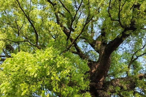 油樟树有什么经济价值，可作为建筑材料也能制成家具