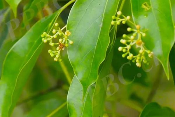 油樟树有什么经济价值，可作为建筑材料也能制成家具