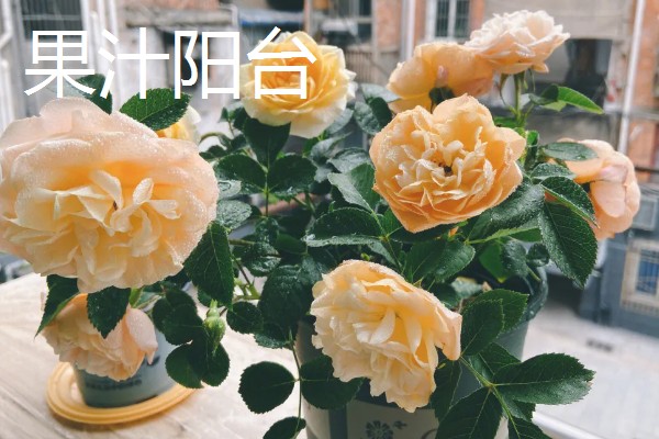 月季花有哪些花语,红色月季代表热烈的爱