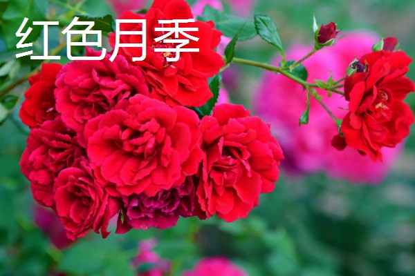 月季花有哪些花语,红色月季代表热烈的爱