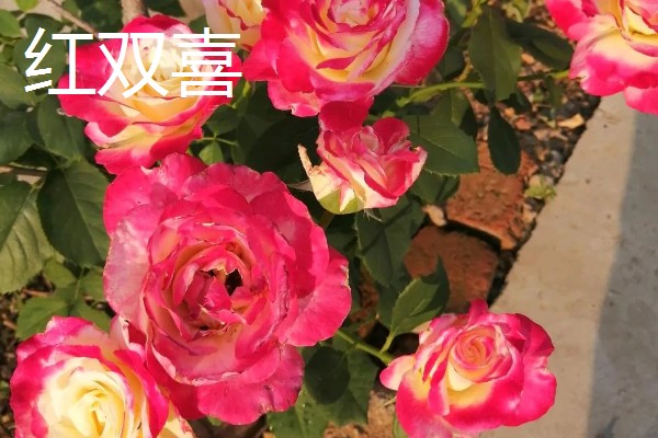 月季花有哪些花语,红色月季代表热烈的爱