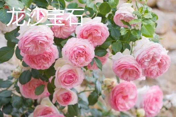 月季花有哪些花语,红色月季代表热烈的爱
