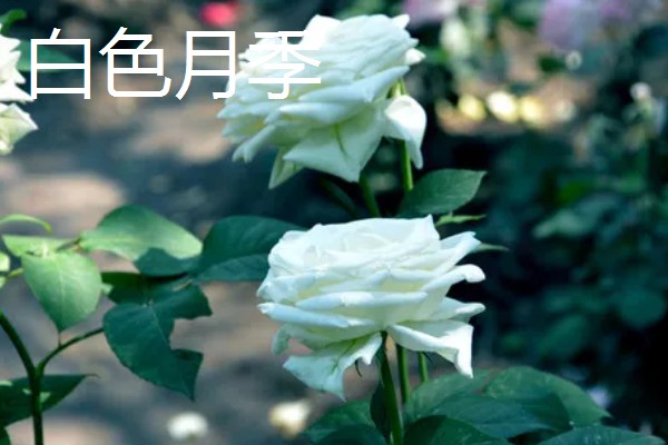 月季花有哪些花语,红色月季代表热烈的爱