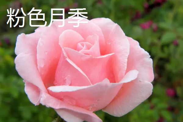 月季花有哪些花语,红色月季代表热烈的爱