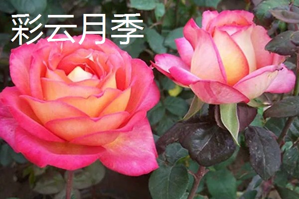 月季花有哪些花语,红色月季代表热烈的爱