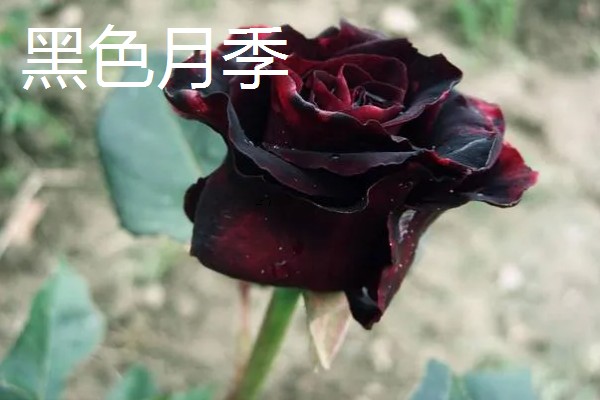 月季花有哪些花语,红色月季代表热烈的爱