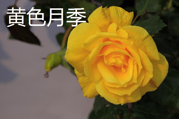 月季花有哪些花语,红色月季代表热烈的爱