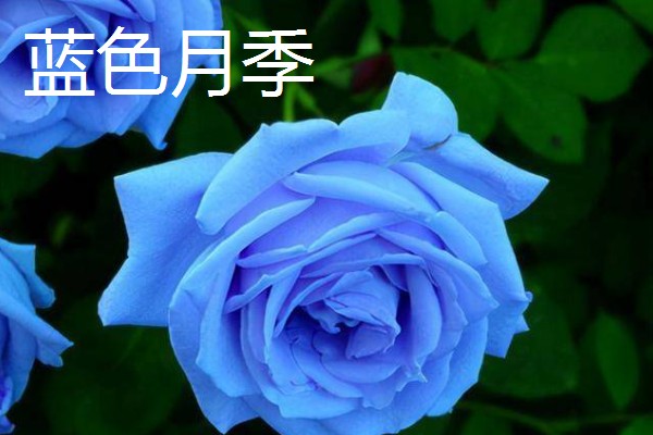 月季花有哪些花语,红色月季代表热烈的爱