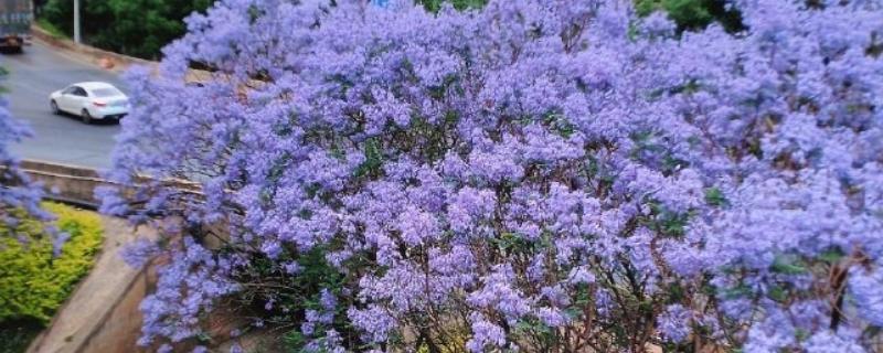 能不能在家门口种蓝花楹，种在家门口可用来观赏