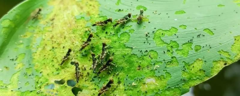 有什么防治蓟马的长效药物，乐果、虱螨脲、啶虫脒均可使用