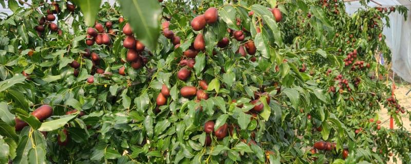 枣树的外观，树皮呈褐色或灰褐色