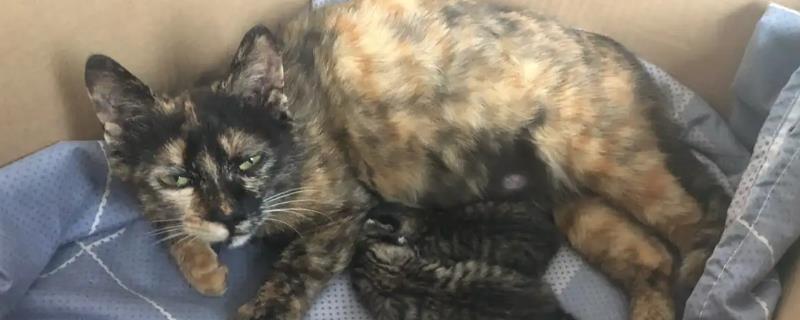 猫咪涨奶会不会死，猫咪涨奶不会死