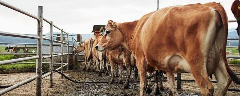 母牛打栏的征兆，会伴有低声哞叫