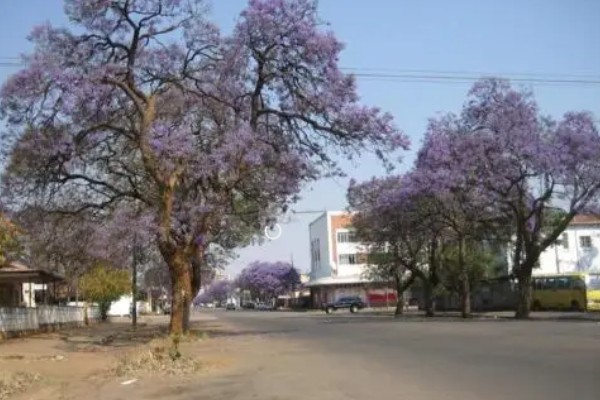 能不能在家门口种蓝花楹，种在家门口可用来观赏