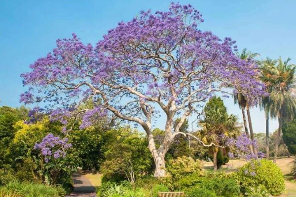 能不能在家门口种蓝花楹，种在家门口可用来观赏