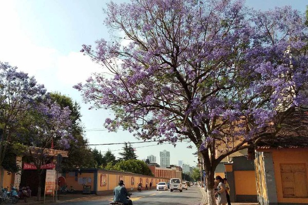 能不能在家门口种蓝花楹，种在家门口可用来观赏