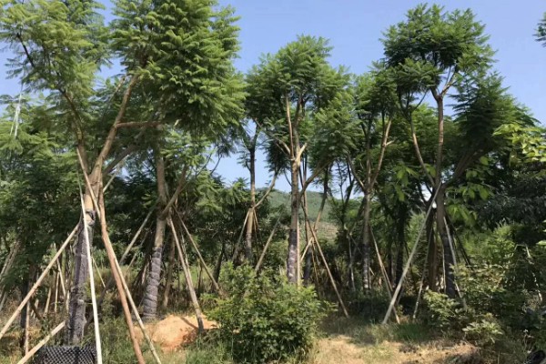 能不能在家门口种蓝花楹，种在家门口可用来观赏