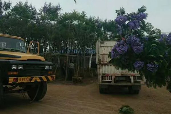 能不能在家门口种蓝花楹，种在家门口可用来观赏