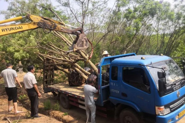 能不能在家门口种蓝花楹，种在家门口可用来观赏