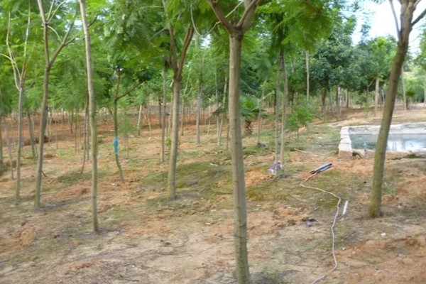 能不能在家门口种蓝花楹，种在家门口可用来观赏