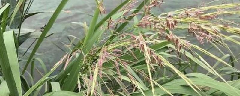 菰米怎么种植，定植后保持5厘米左右的浅水层