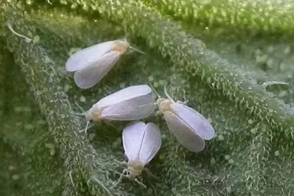 有什么防治蓟马的长效药物，乐果、虱螨脲、啶虫脒均可使用