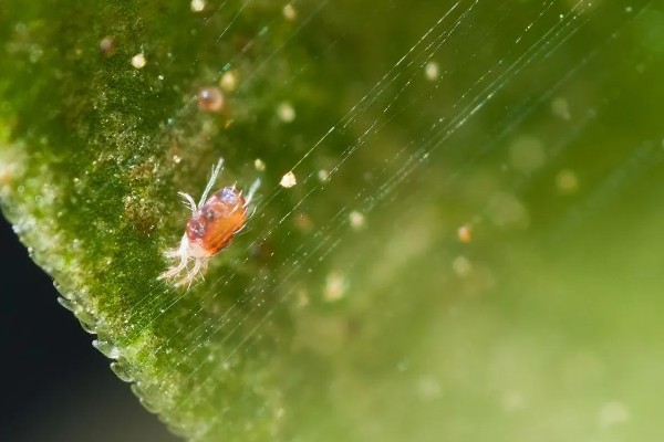 有什么防治蓟马的长效药物，乐果、虱螨脲、啶虫脒均可使用