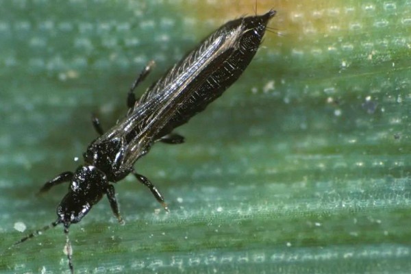 有什么防治蓟马的长效药物，乐果、虱螨脲、啶虫脒均可使用