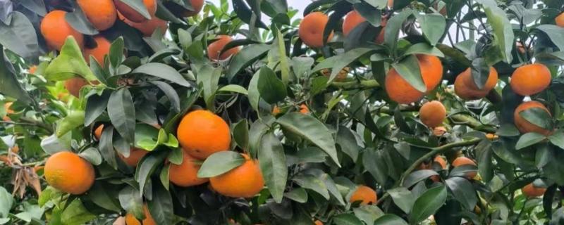 砂糖橘的控梢保果方法，主要有以下5种方式