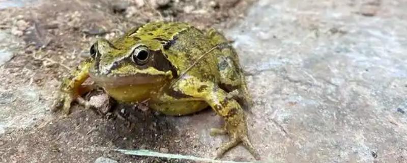 林蛙简介，广泛分布于欧洲、亚洲、北美洲等地