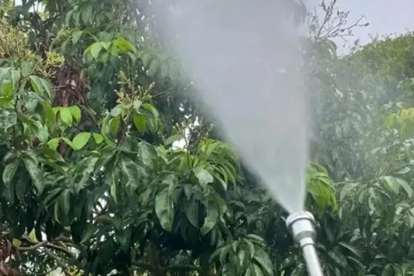 荔枝苗种多久才能施肥，定植后经过1个月即可追施