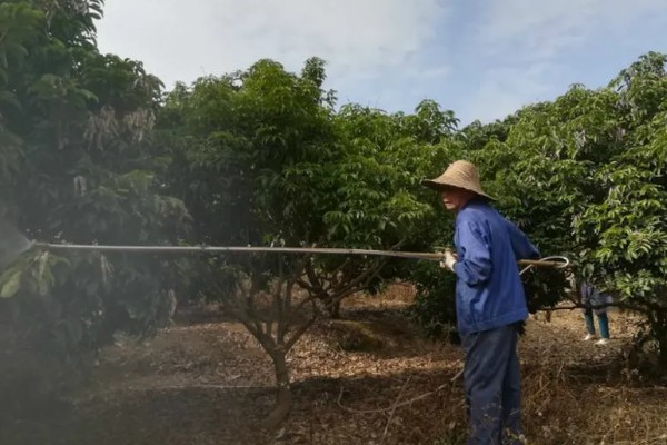 荔枝苗种多久才能施肥，定植后经过1个月即可追施