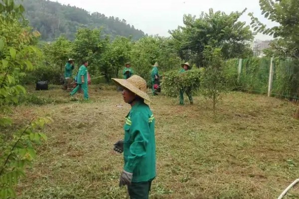 荔枝苗种多久才能施肥，定植后经过1个月即可追施